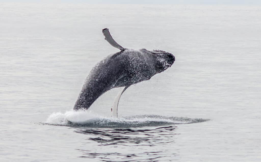 Whale Breach in Alaska