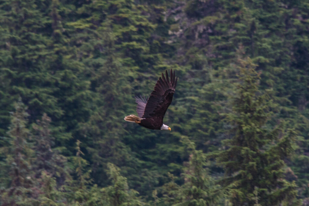 An Eagle flying on Eagle Beach near Juneau