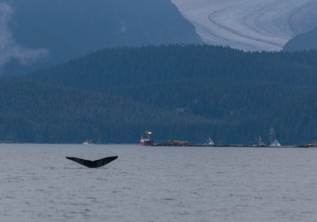 A whale in front of Herbert Glacier