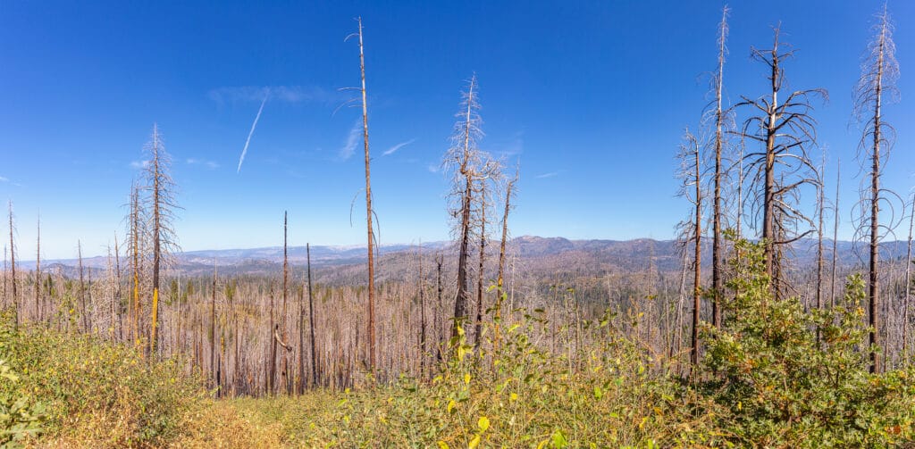 Burned trees from a past forest fire in Yosemite National Park