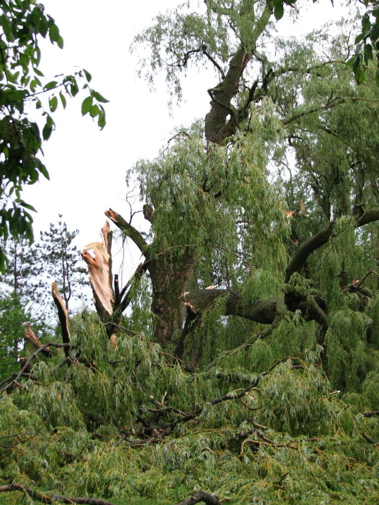 Tree Damage from thunderstorms in Southern Michigan