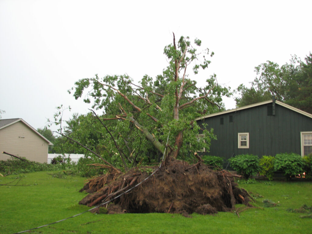 Tree Uprooted in Lansing