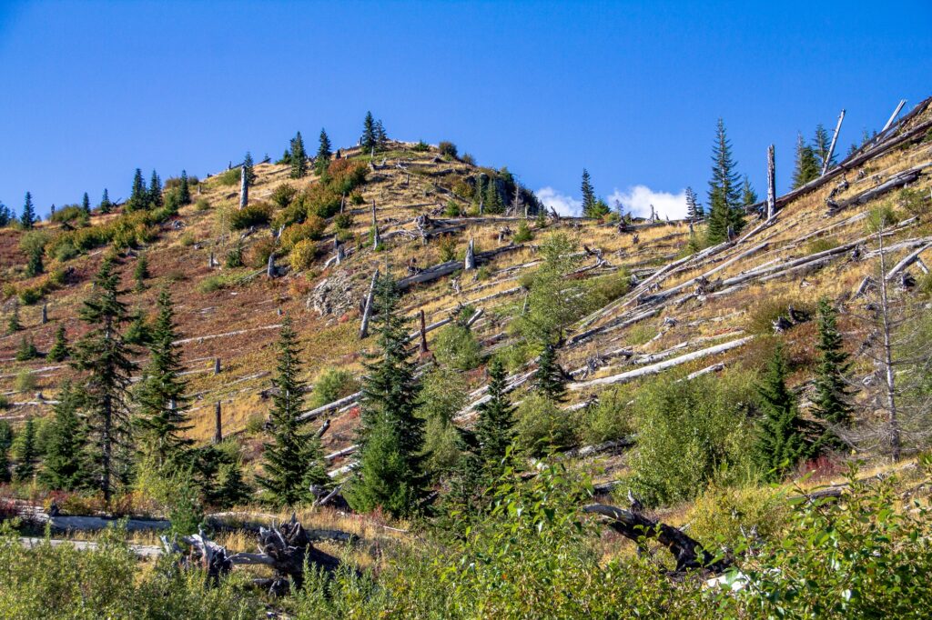 Dead Timber on the side of Mount Saint Helens