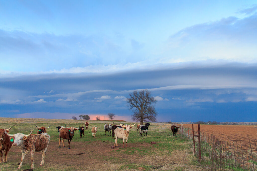 Cows and Shelf Cloud in Oklahoma