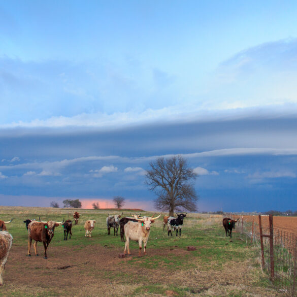 Cows and Shelf Cloud in Oklahoma