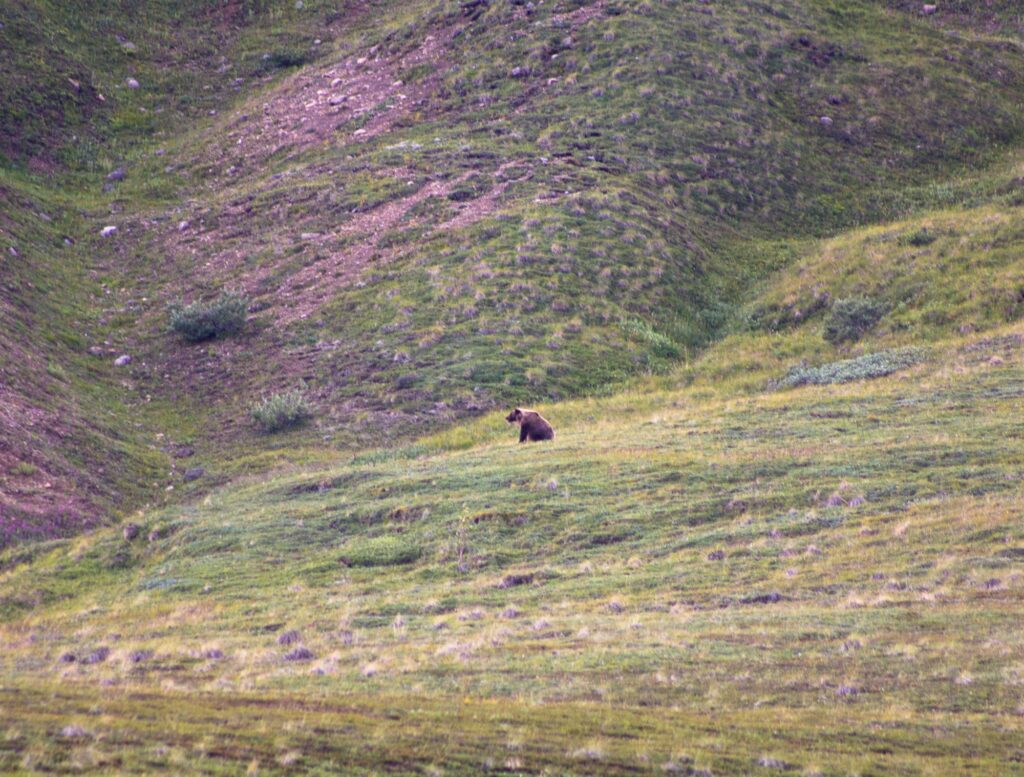 Bear in Denali