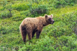 A grizzly bear about 200 yards from our bus in Denali National Park