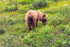 A grizzly bear is scavaging for berries in Denali National Park