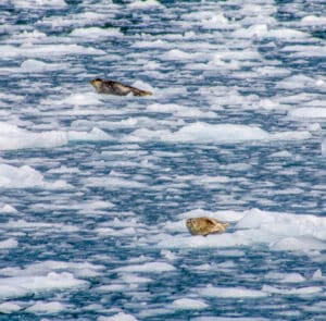 Harbor Seals in Kenai Fjords