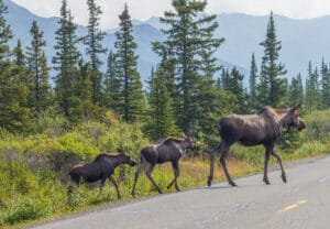 Moose and 2 calves in Denali National Park