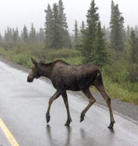 A moose in Denali National Park crosses the road behind our bus