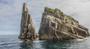 Stellar Sea Lions hang out on a rock in Kenai Fjords National Park