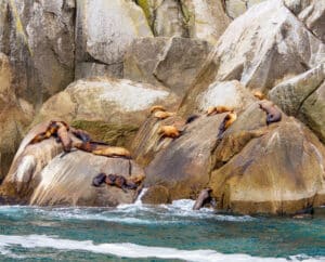 Sea Lions laying on rocks in Kenai Fjords NP