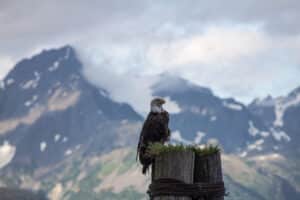 Bald Eagle sits upon a post next to Russurection Bay in Seward, AK