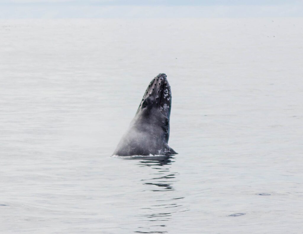 Whale in Kenai Fjords