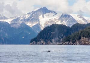 Whale with mountains in the background