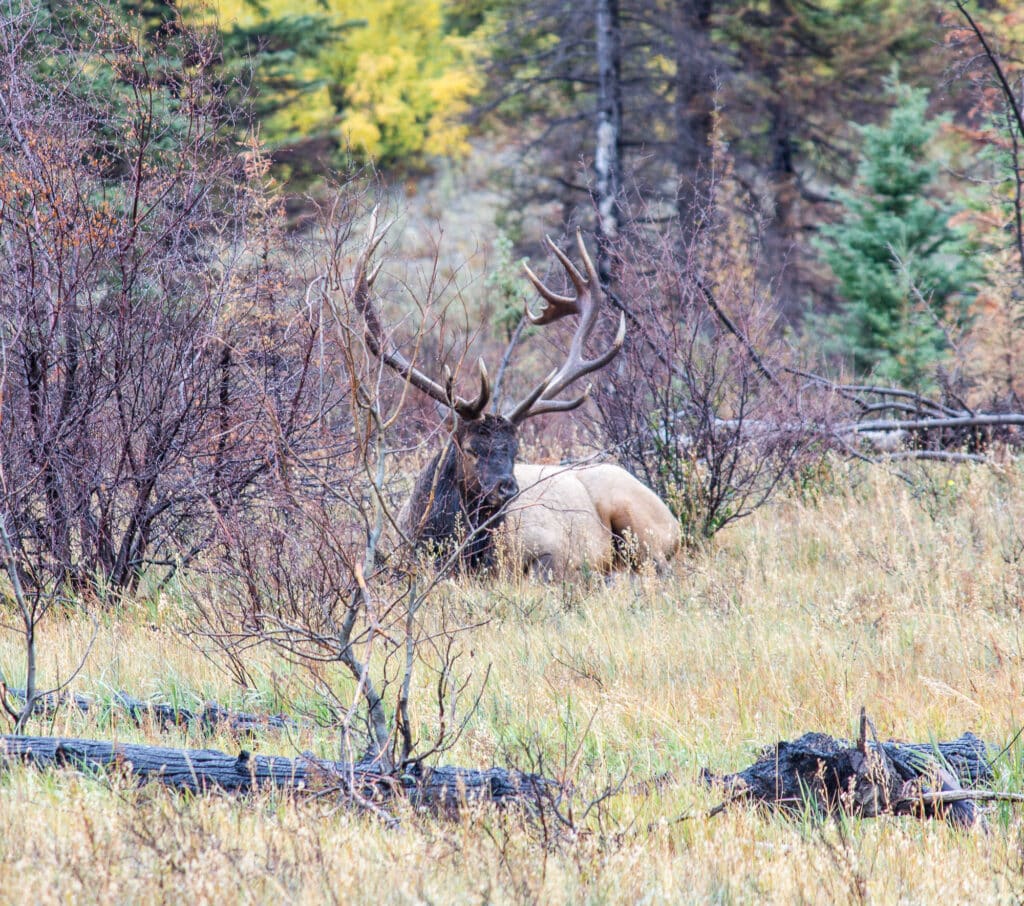 Large elk in Jasper National Park