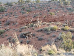 Mule Deer in Arches National Park