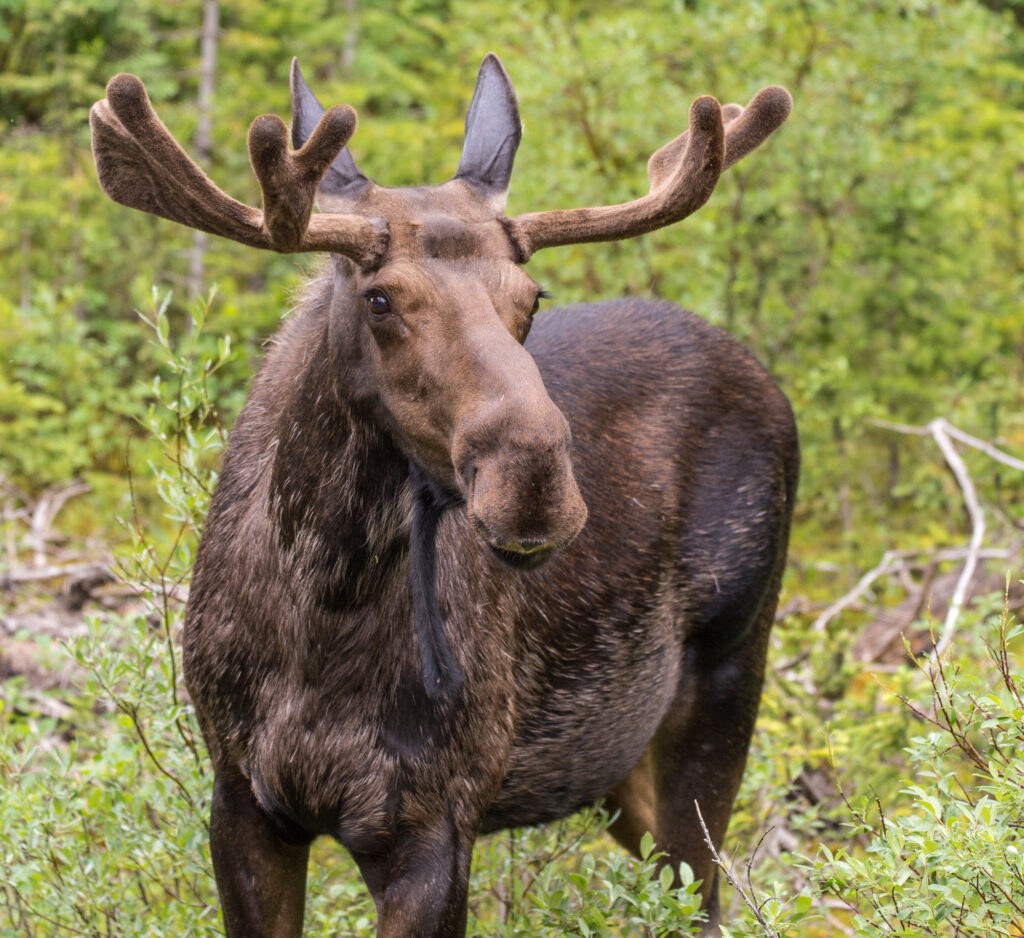 Moose in Spray Lakes Provincal Park