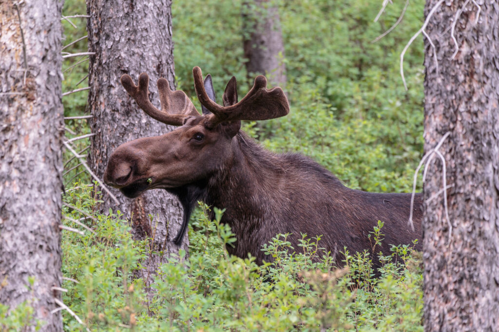 Friendly Moose in Spray Valley Provincal Park, Alberta, Canada