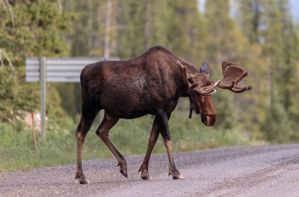 Moose number 2 of the day