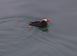 A Puffin swims through the water in Glacier Bay National Park