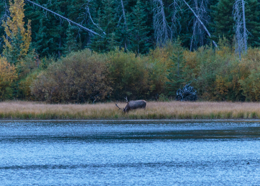 An elk feeding near Vermilion Lakes in Banff National Park
