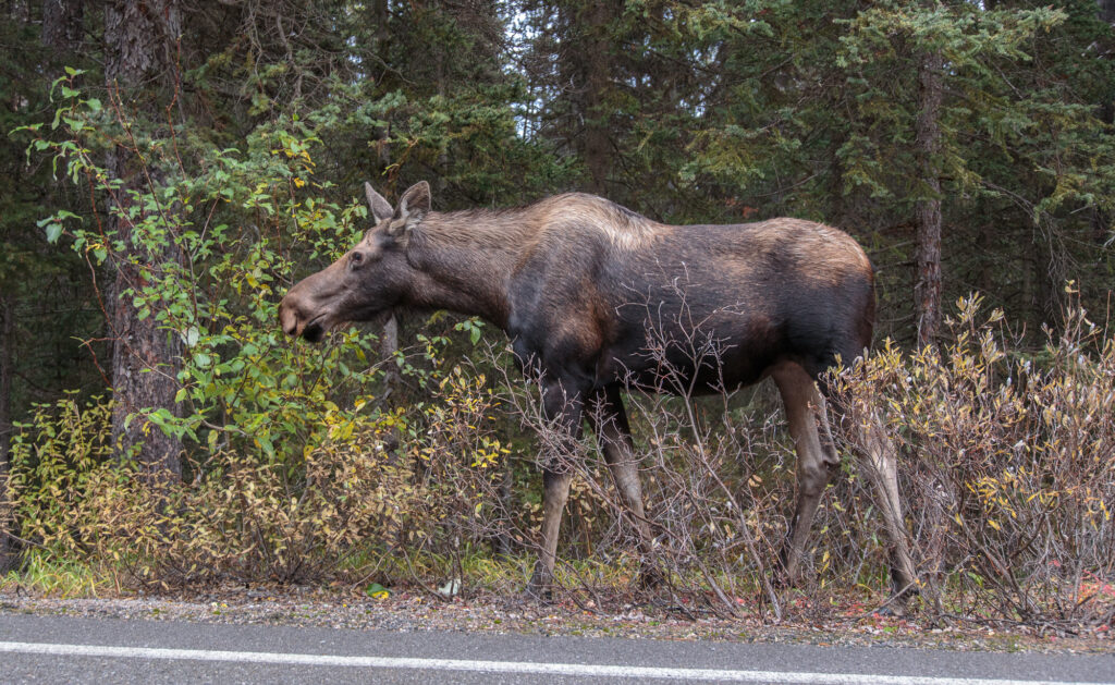 Moose on Moraine Lake Road