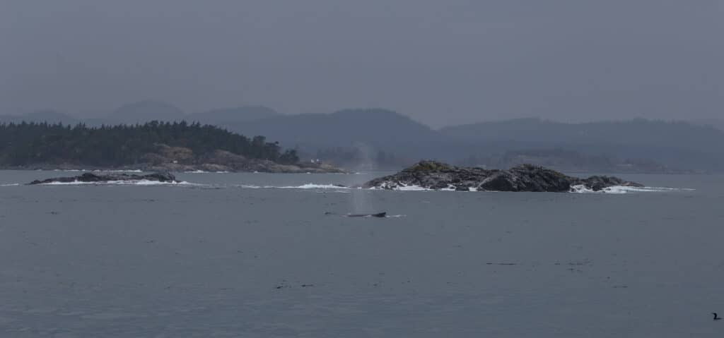 First whale of the day Just off Race Rocks