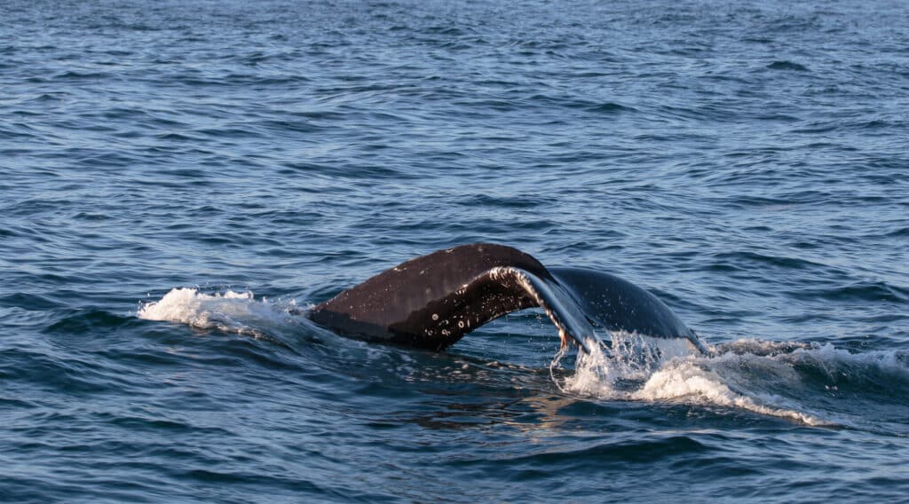 Humpback Whale Tail off the coast of Newport Beach, CA