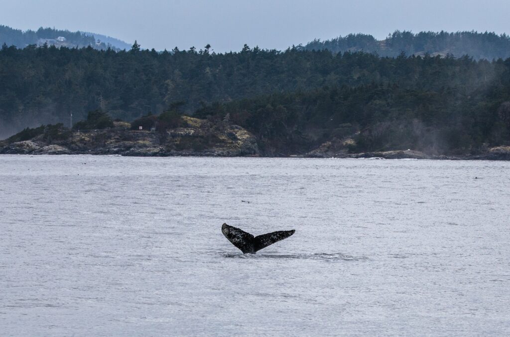 Whale Tail