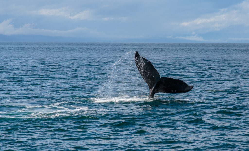 Angry humpback whale slapping the water