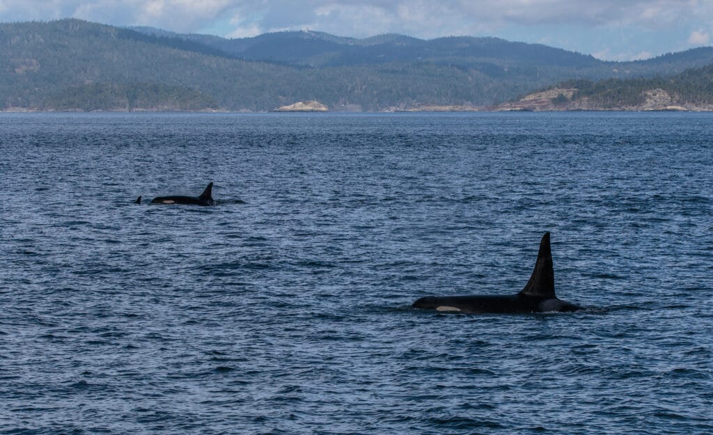 These Orcas were identified on ship as being from the L pod
