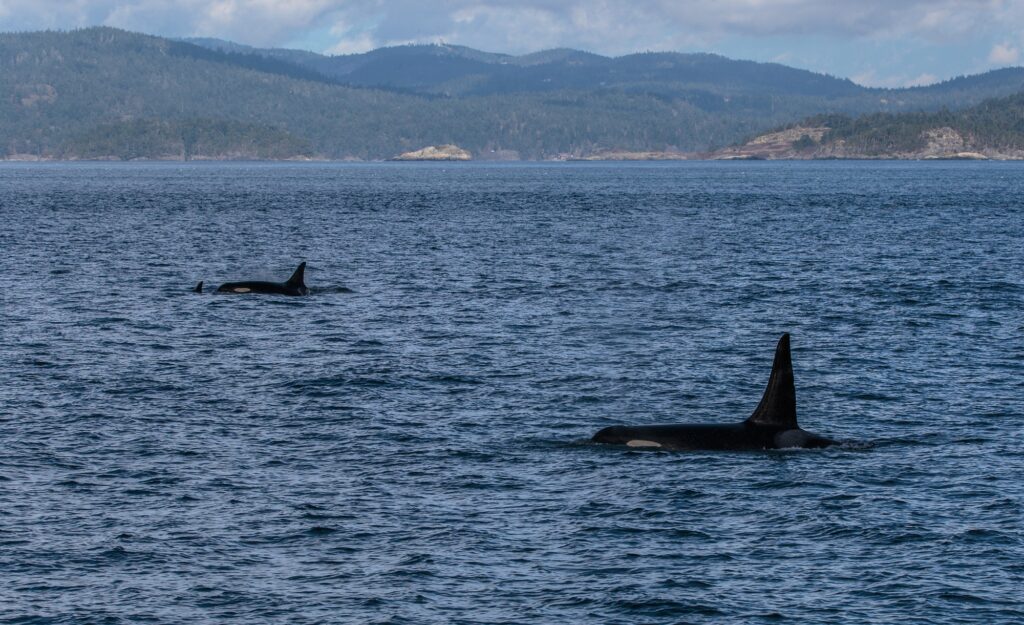 These Orcas were identified on ship as being from the L pod