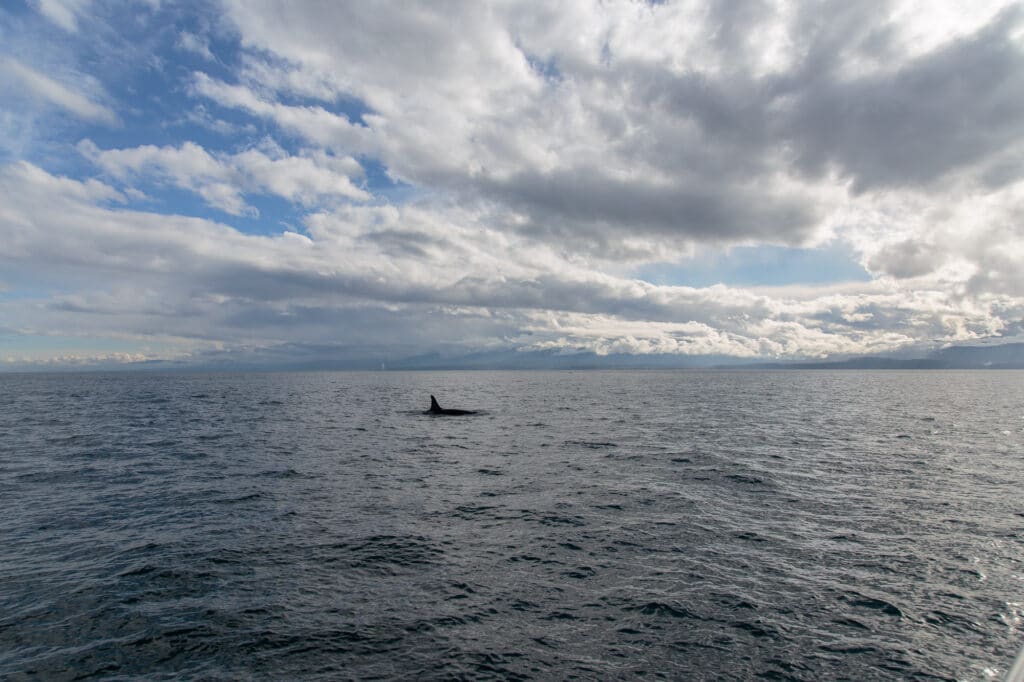 L-pod orca from Port Angeles Whale Watch Co. trip
