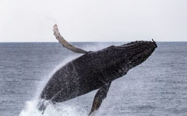 Whale Jumping in the Strait of Juan de Fuca off the coast of Vancouver Island