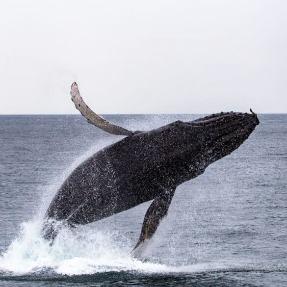 Whale Jumping in the Strait of Juan de Fuca off the coast of Vancouver Island