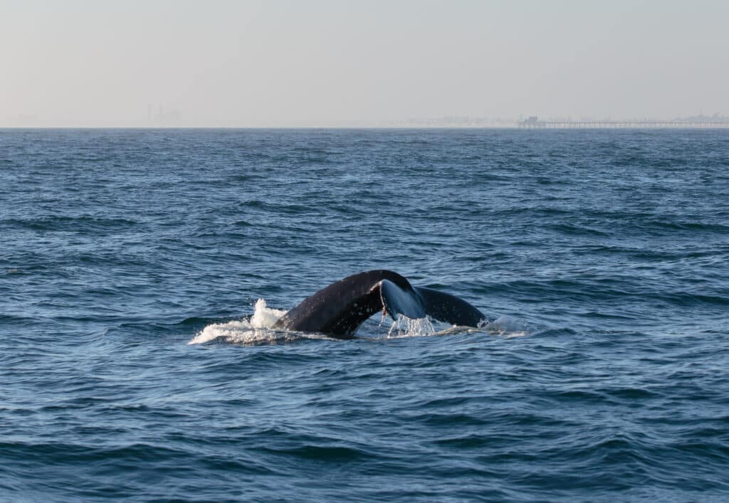 Whale Watching off Newport Beach