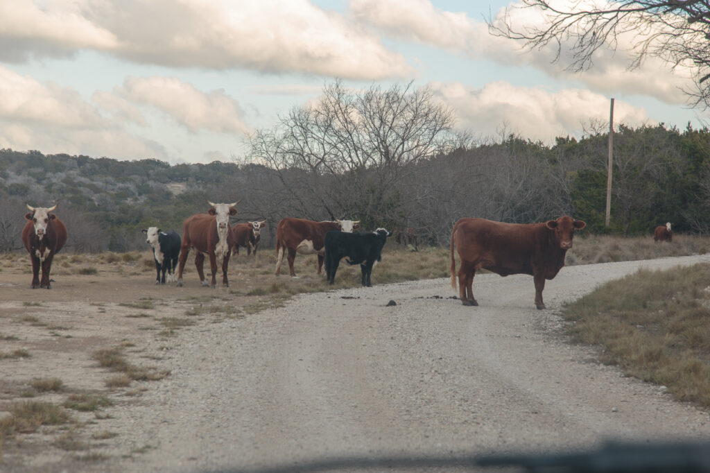 These cows made a mess of the road