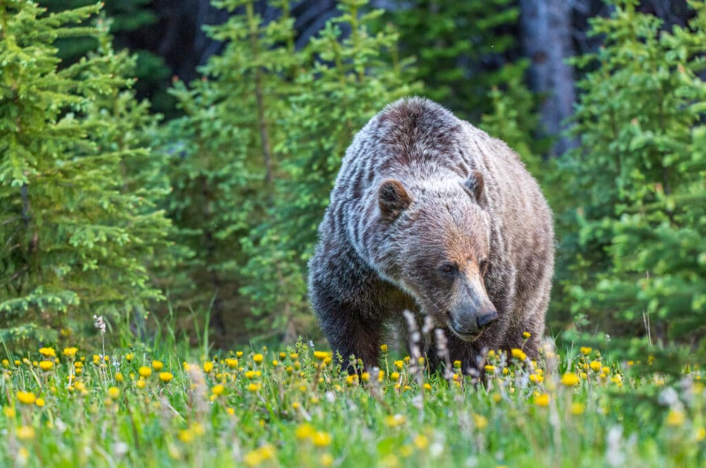 A Grizzly Bear along highway 40 in Peter Lougheed Provincal Park