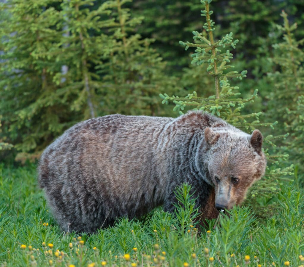 A Grizzly Bear along highway 40 in Peter Lougheed Provincal Park