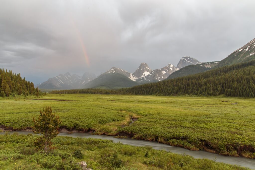 A green meadow in Spray Valley Provincal Park/Kananaskis Country Alberta, Canada