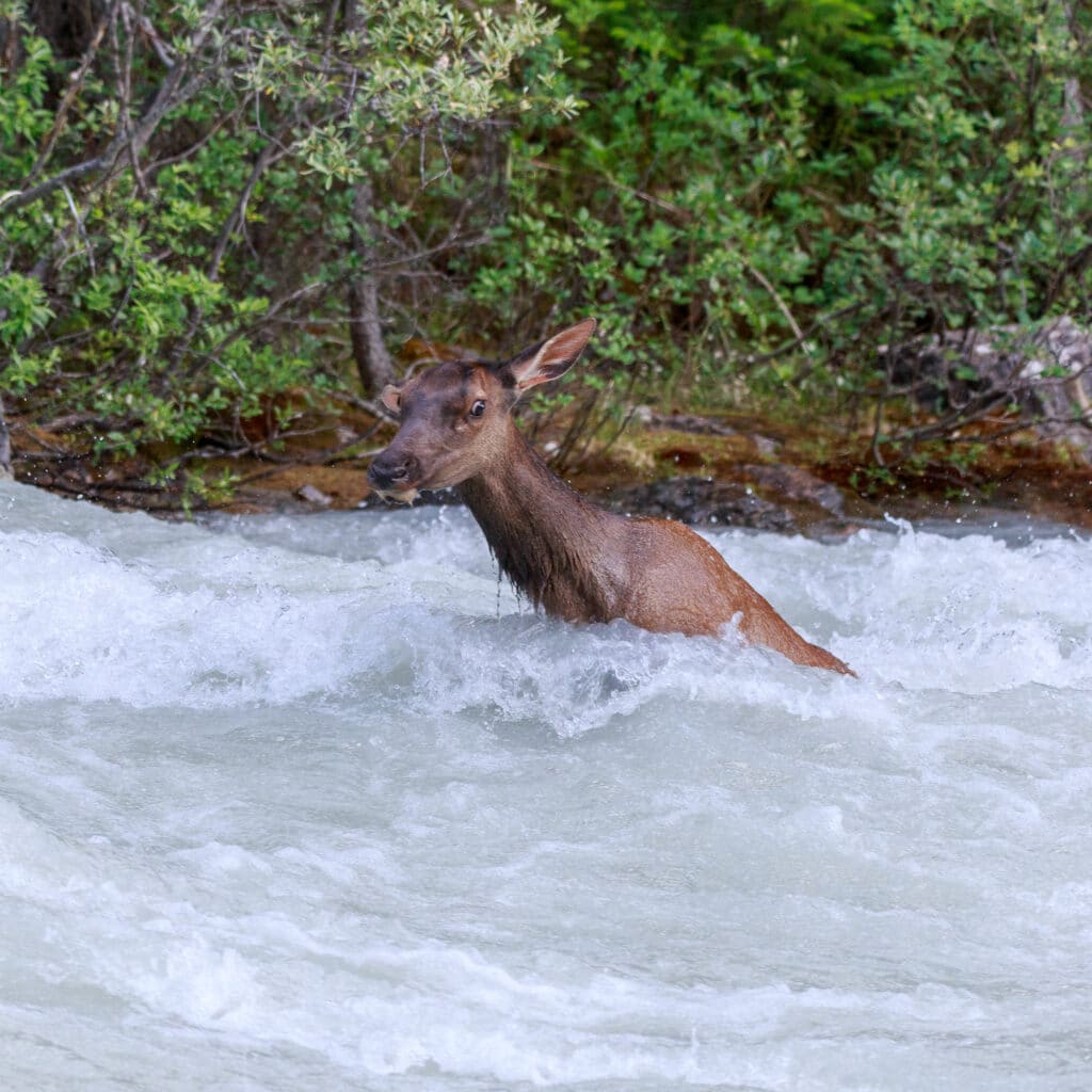 A doe elk is being swept down a river in Yoho National Park. It was able to climb out to safety further down the river.