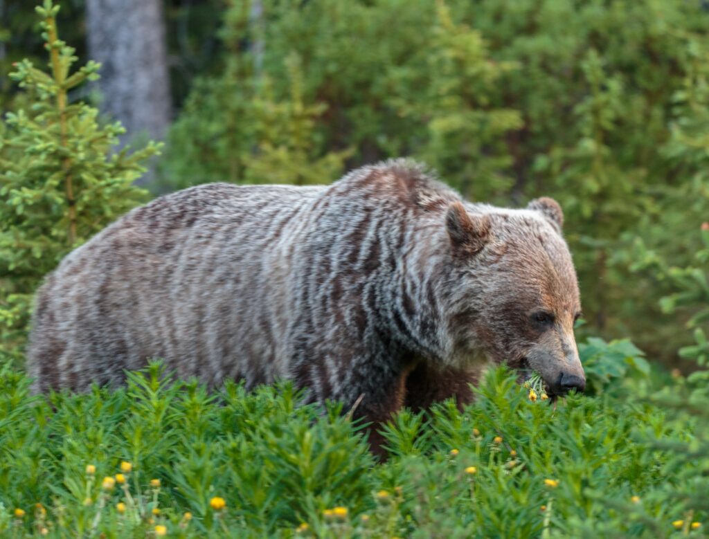 A Grizzly Bear along highway 40 in Peter Lougheed Provincal Park