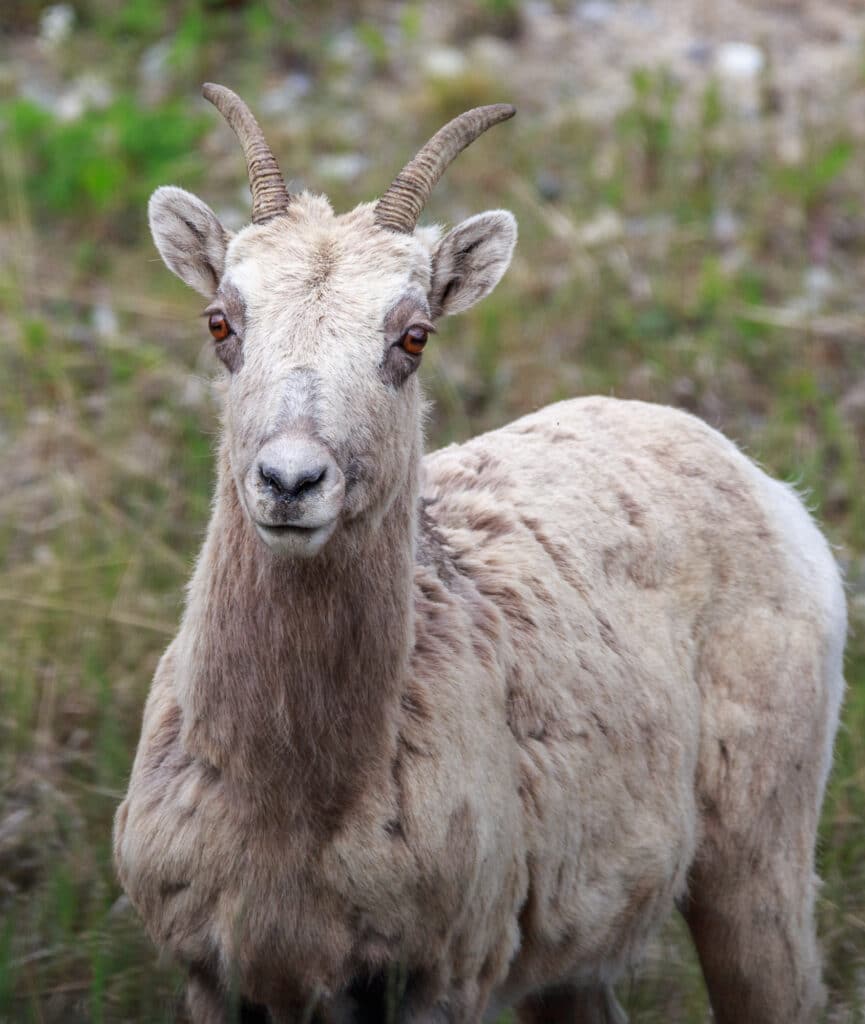 Mountain Goat in Kananaskis Country