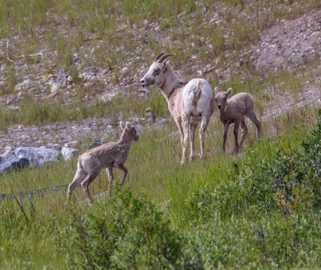 Mountain Goats in Kananaskis Country