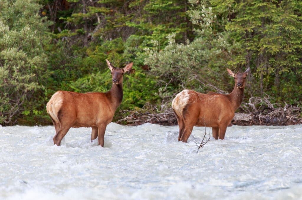 Two doe elk walking in the River in Yoho National Park