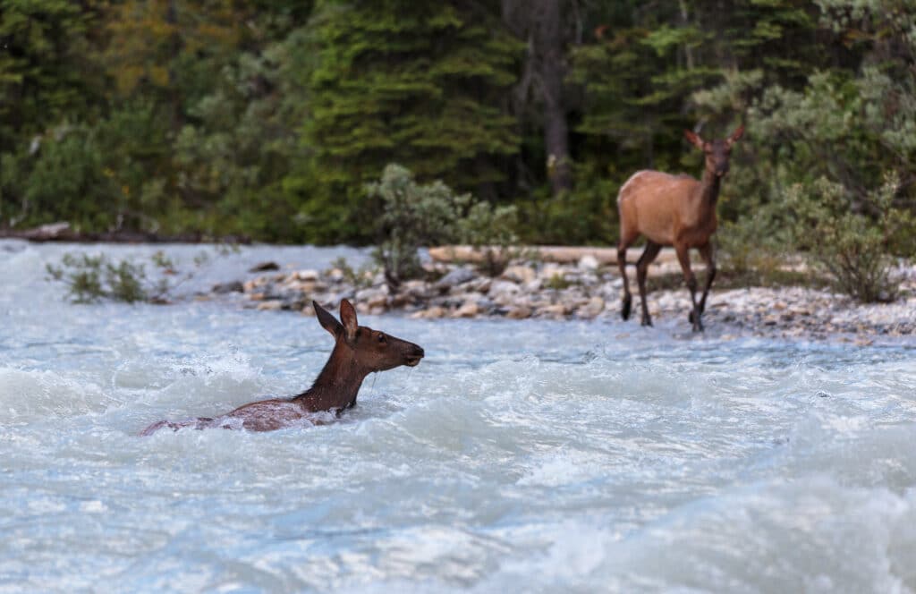 A doe elk is swept down a raging river in Yoho National Park as another doe elk looks on