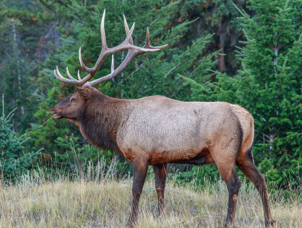 An elk eats grass in Jasper National Park in September 2017