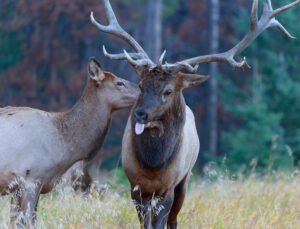 Bull Elk sticking his tongue out at a cow elk